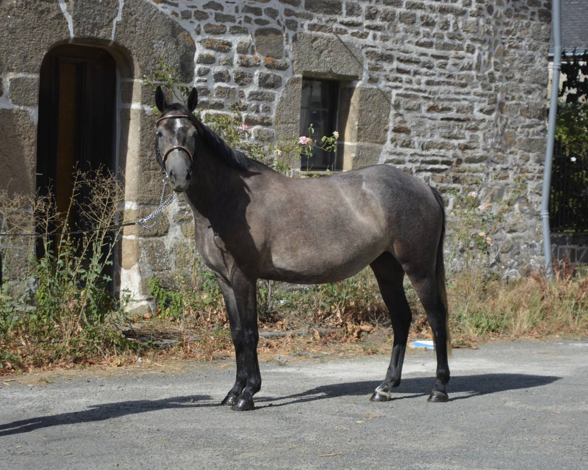 Cavalla Origine non conosciuta  In vendita 2022 Grigio