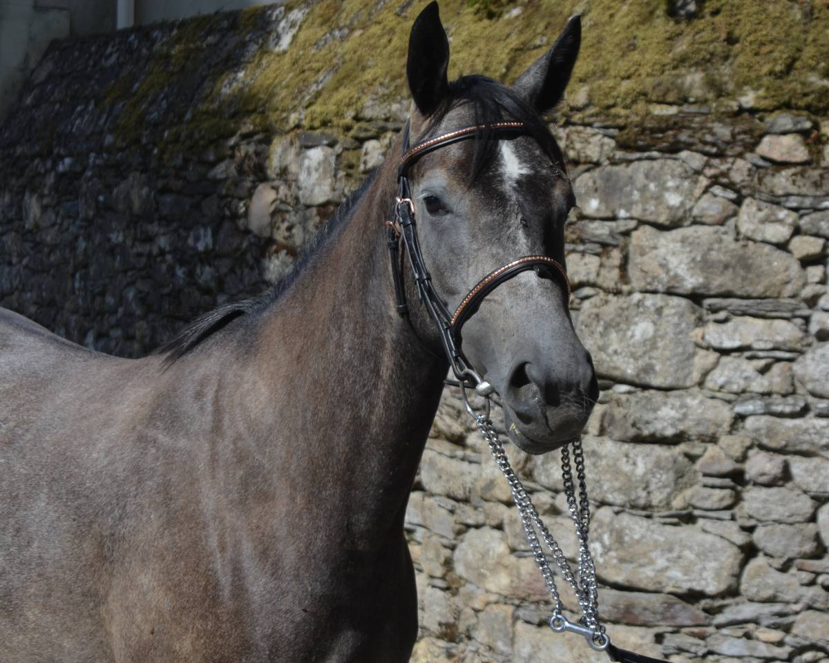 Cavalla Origine non conosciuta  In vendita 2022 Grigio