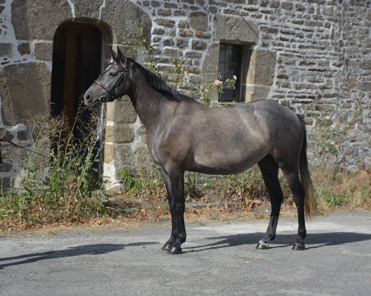 Cavalla Origine non conosciuta  In vendita 2022 Grigio