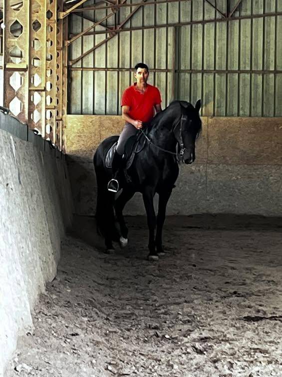 Stallone PRE Andaluso In vendita 2016 Baio scuro