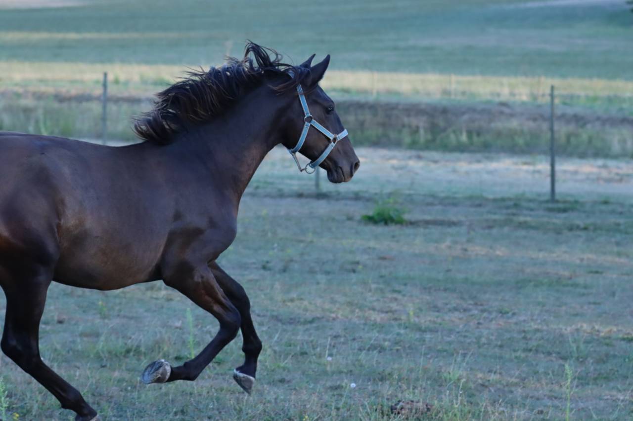 Puledro PRE Andaluso In vendita 2025 Nero ,  Avero PA