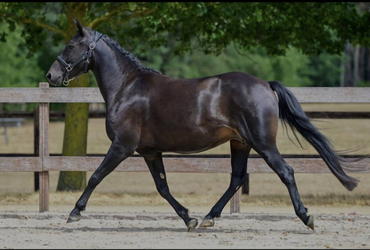 Cavalla New Forest In vendita 2021 Nero ,  Riddersholm Salem