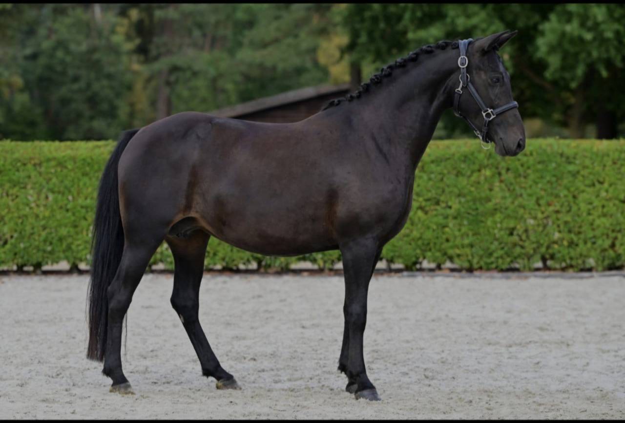 Cavalla New Forest In vendita 2021 Nero ,  Riddersholm Salem