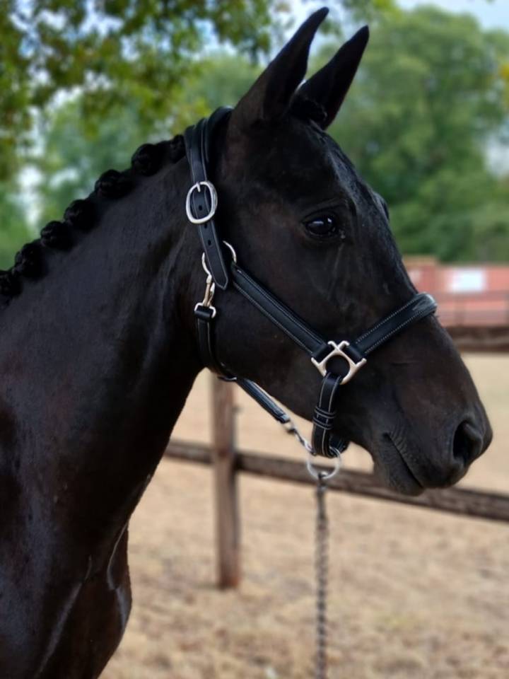 Cavalla New Forest In vendita 2021 Nero ,  Riddersholm Salem