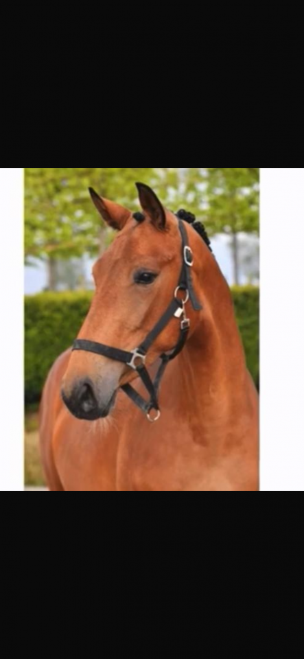 Cavalla BWP Cavallo da Sangue Belgio In vendita 2021 Baio