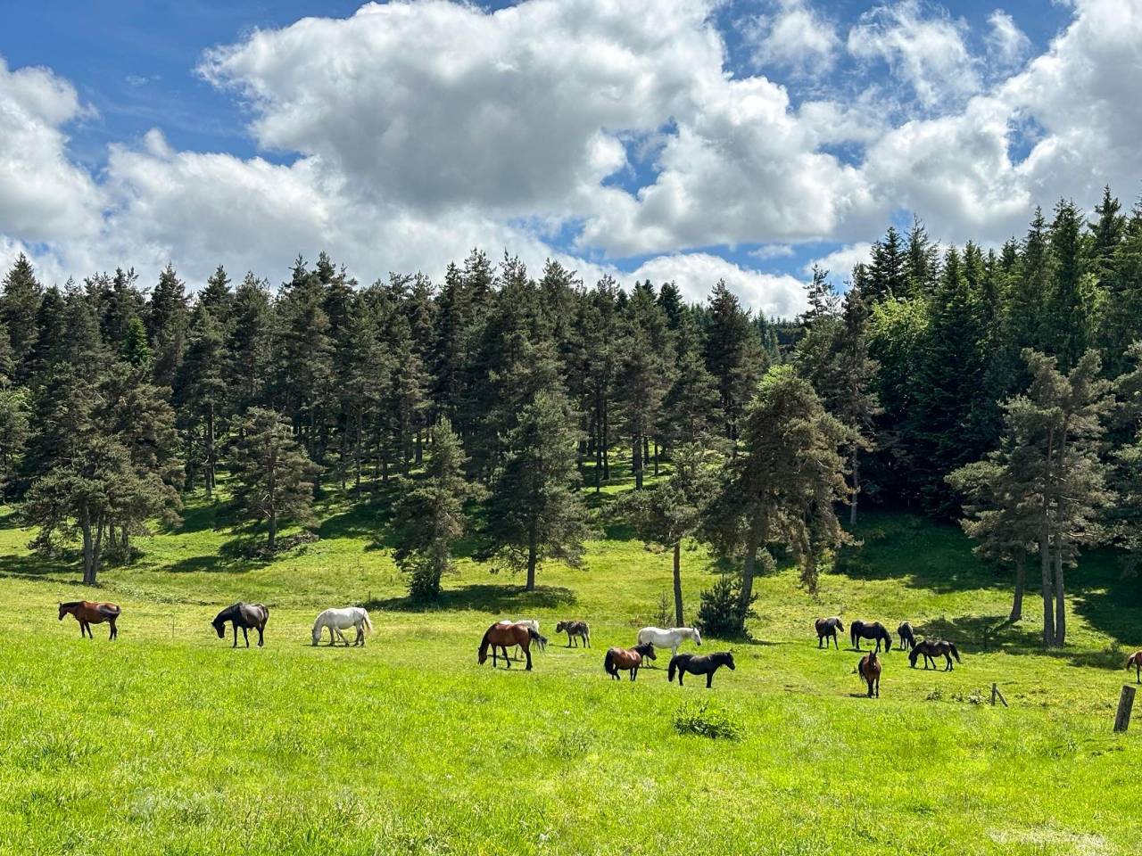 Propriet&agrave; di equiturismo In vendita Haute-Loire