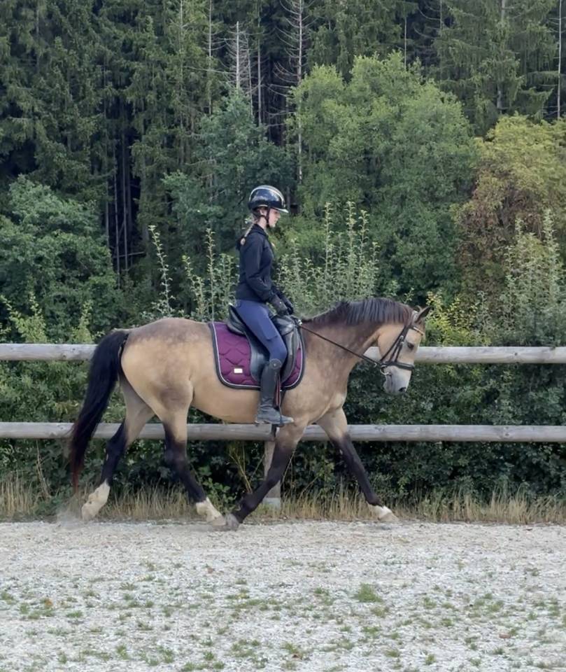 Cavalla Pony da Sella Belgio In vendita 2015 Isabella