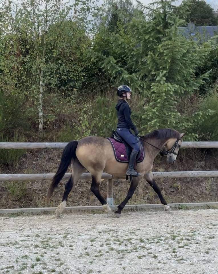 Cavalla Pony da Sella Belgio In vendita 2015 Isabella
