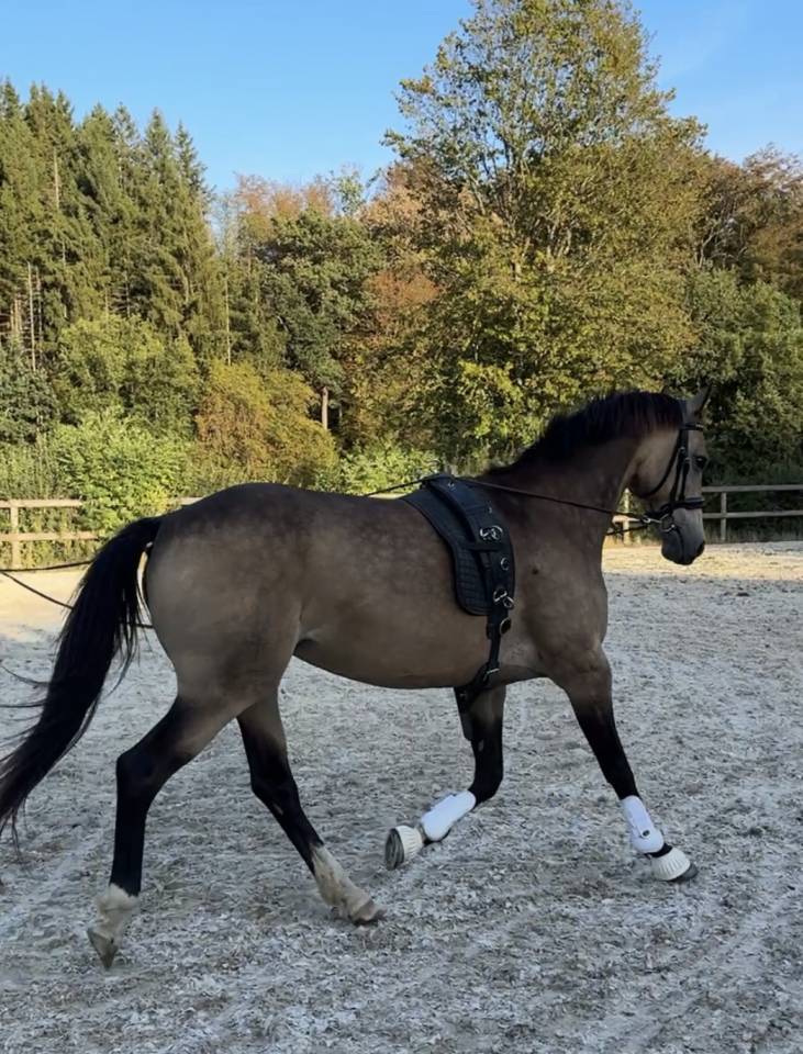 Cavalla Pony da Sella Belgio In vendita 2015 Isabella