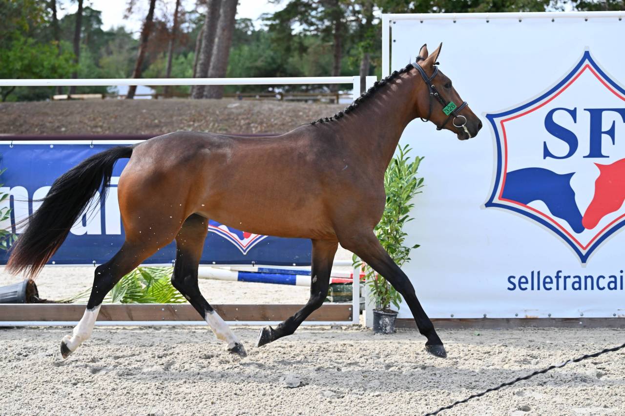 Cavalla Sella Francese In vendita 2023 Baio ,  Jilbert van't ruytershof
