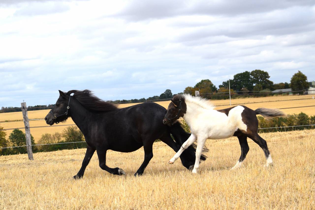 Fattrice Shetland In vendita 2018 Nero ,  Artiste de prat braz