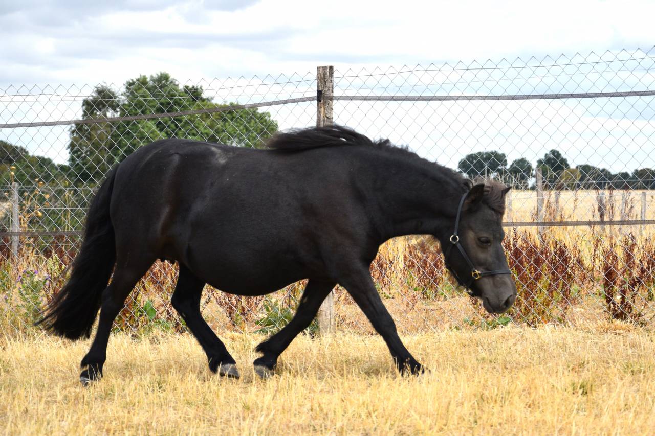 Fattrice Shetland In vendita 2018 Nero ,  Artiste de prat braz