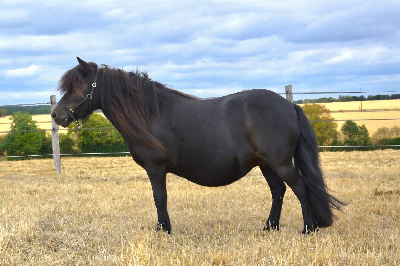 Fattrice Shetland In vendita 2018 Nero ,  Artiste de prat braz
