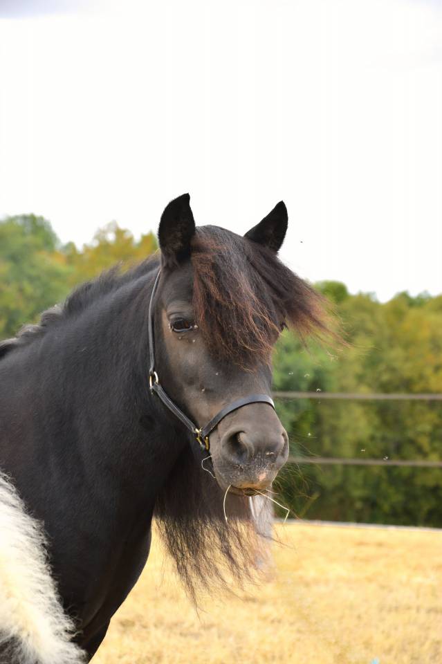 Fattrice Shetland In vendita 2018 Nero ,  Artiste de prat braz