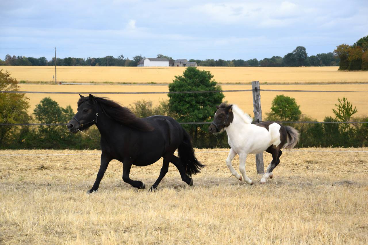 Fattrice Shetland In vendita 2018 Nero ,  Artiste de prat braz