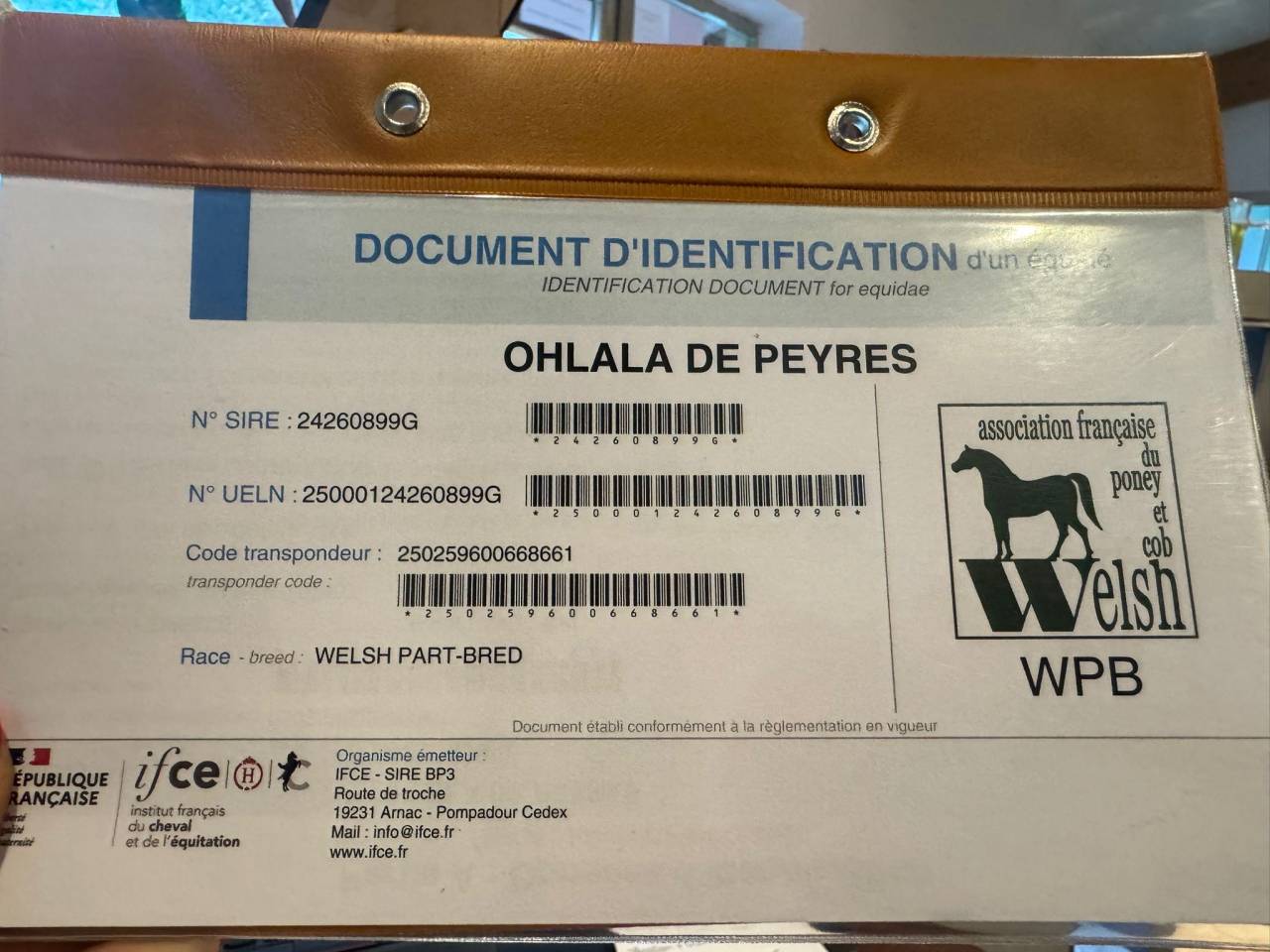 Cavalla Welsh Part Bred In vendita 2024 Nero ,  Itak de l&rsquo;ourea