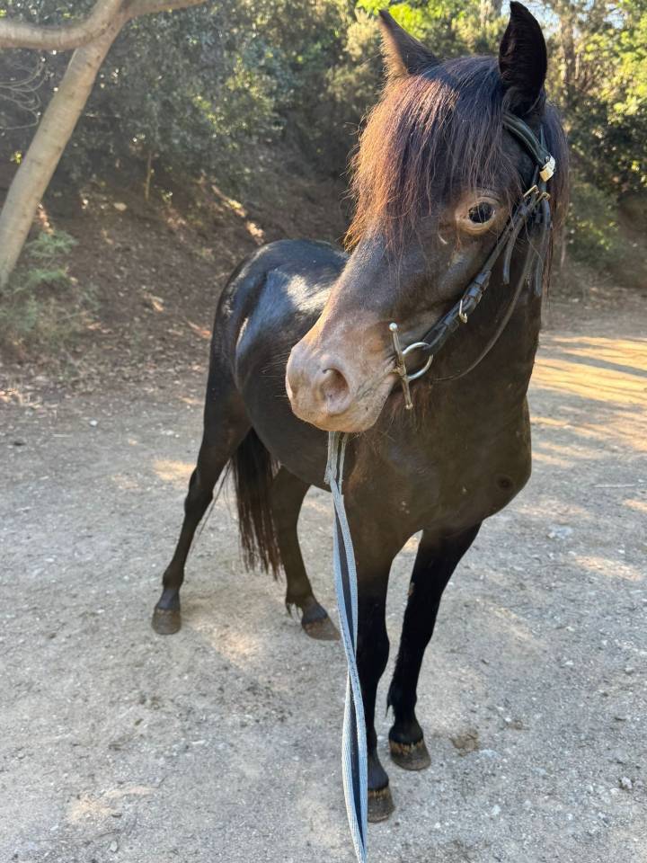 Cavalla Welsh Part Bred In vendita 2024 Nero ,  Itak de l&rsquo;ourea