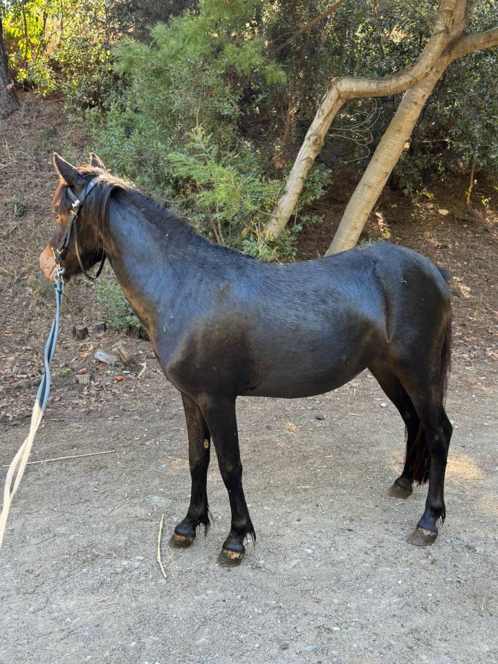 Cavalla Welsh Part Bred In vendita 2024 Nero ,  Itak de l&rsquo;ourea