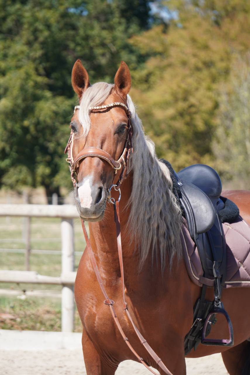 Stallone PRE Andaluso In vendita 2017 Palomino