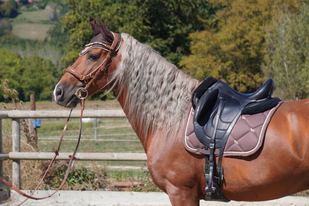 Stallone PRE Andaluso In vendita 2017 Palomino