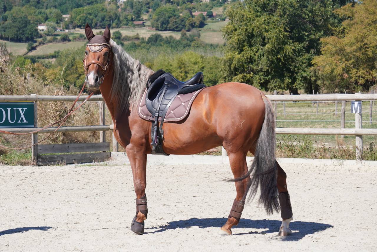 Stallone PRE Andaluso In vendita 2017 Palomino