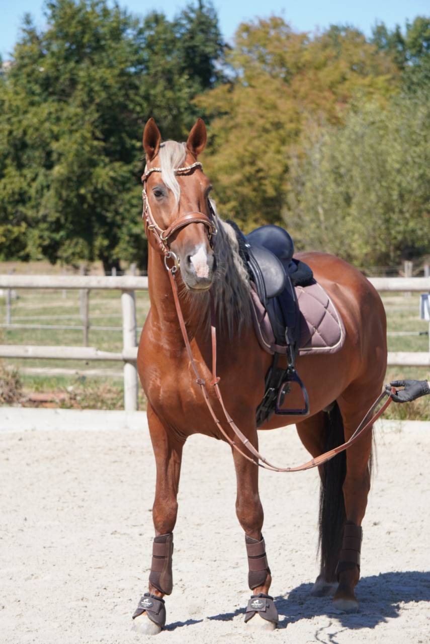 Stallone PRE Andaluso In vendita 2017 Palomino
