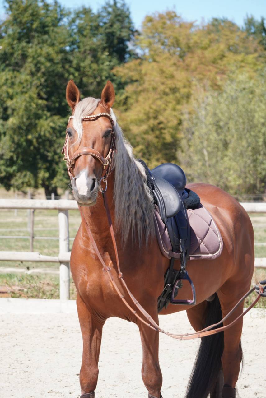 Stallone PRE Andaluso In vendita 2017 Palomino