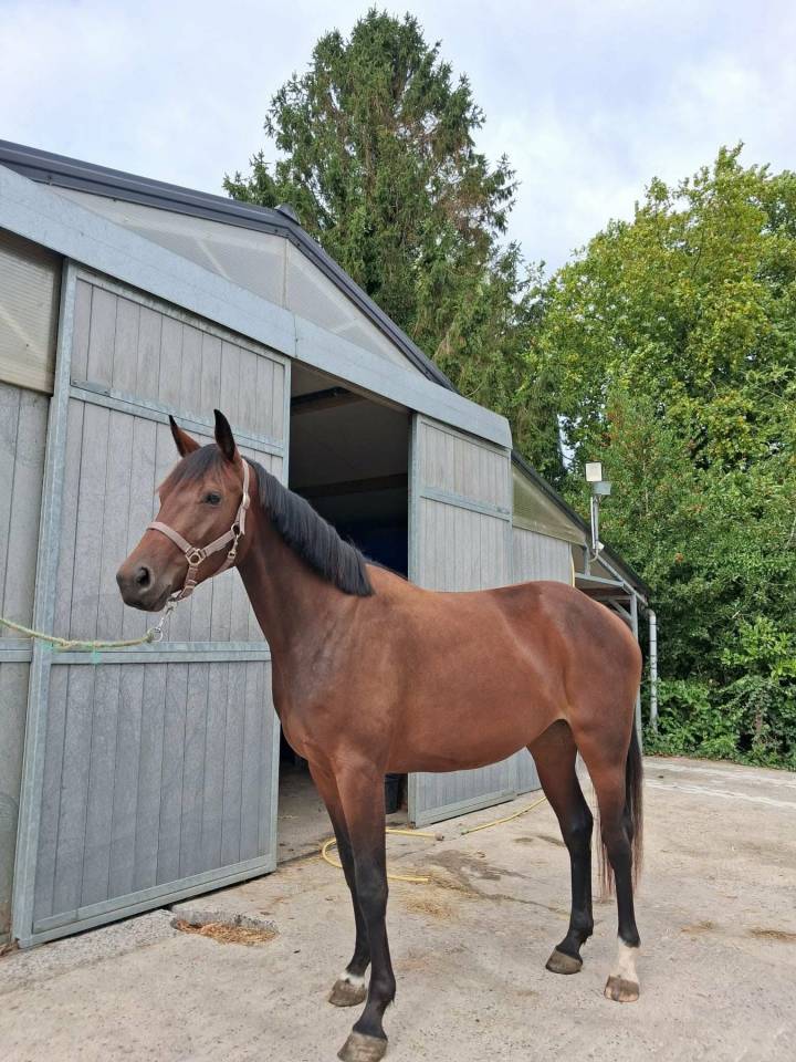 Cavalla sBs Cavallo da Sport Belgio In vendita 2023 Baio ,  Eldorado Van de Zeshoeck