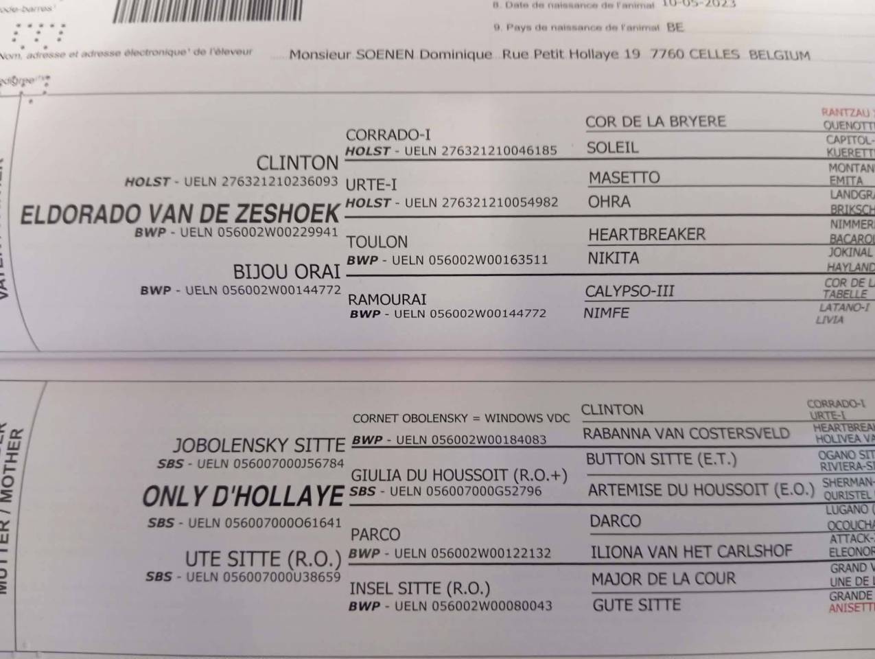 Cavalla sBs Cavallo da Sport Belgio In vendita 2023 Baio ,  Eldorado Van de Zeshoeck