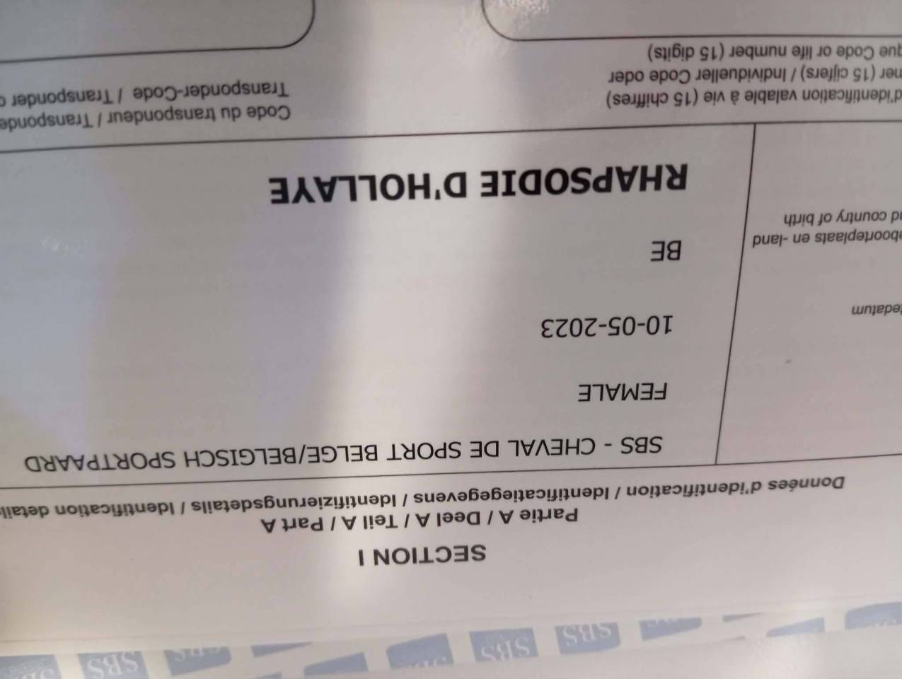 Cavalla sBs Cavallo da Sport Belgio In vendita 2023 Baio ,  Eldorado Van de Zeshoeck