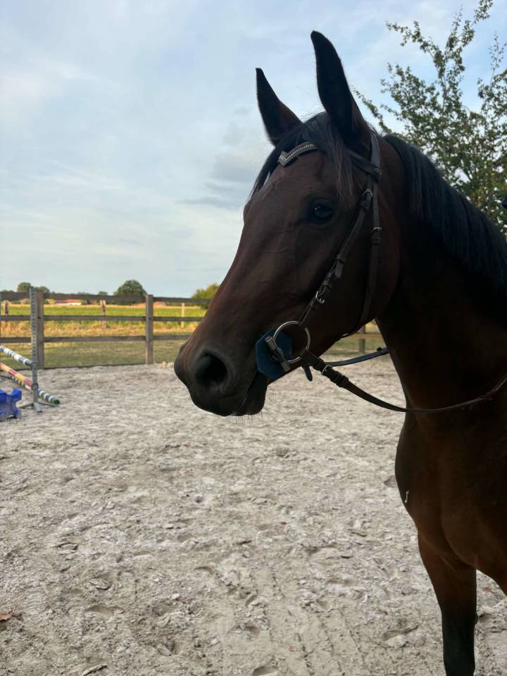 Cavalla sBs Cavallo da Sport Belgio In vendita 2023 Baio ,  Eldorado Van de Zeshoeck