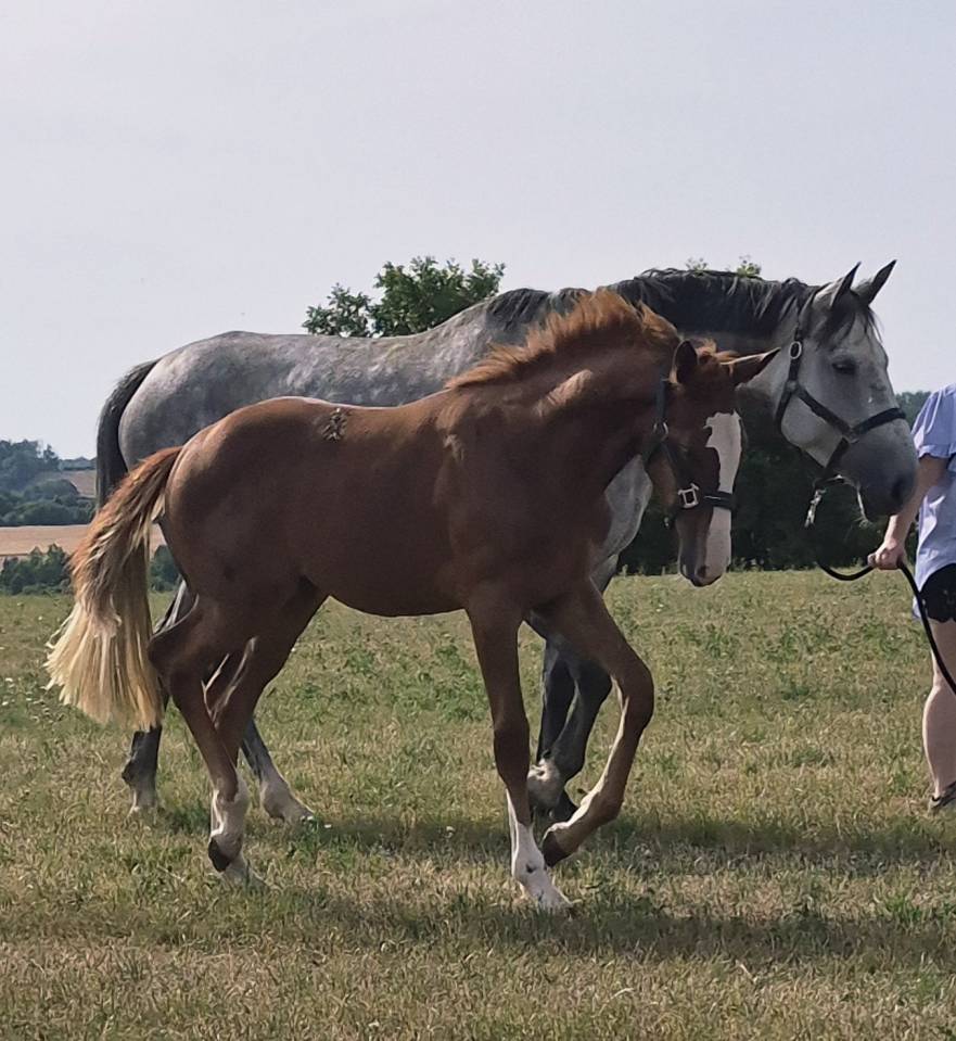Cavalla sBs Cavallo da Sport Belgio In vendita 2026 Sauro ,  CANDY DE NANTUEL