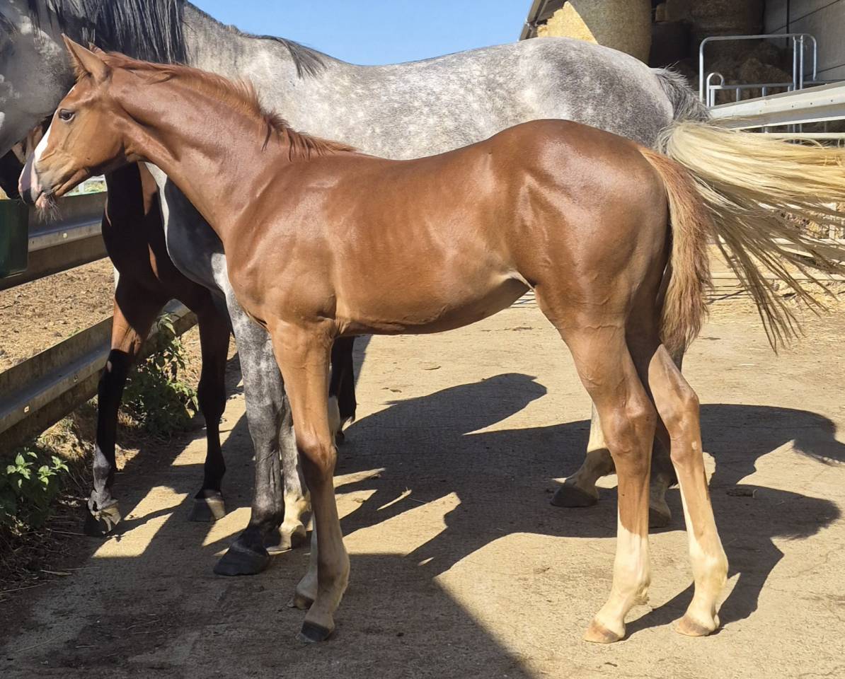 Cavalla sBs Cavallo da Sport Belgio In vendita 2026 Sauro ,  CANDY DE NANTUEL