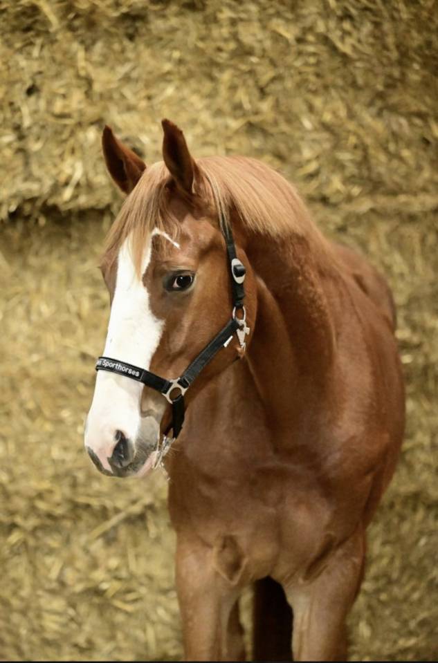 Castrone Sella Francese In vendita 2022 Sauro