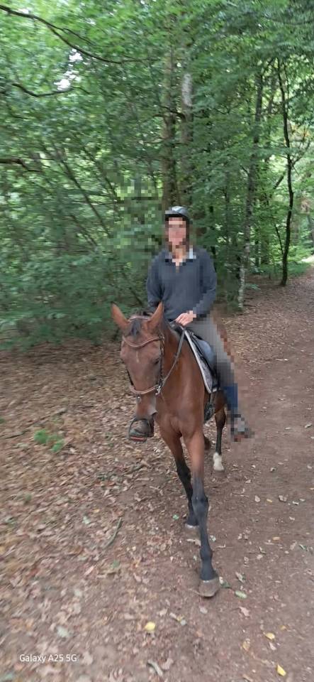 Cavalla Trottatore Francese In vendita 2017 Baio