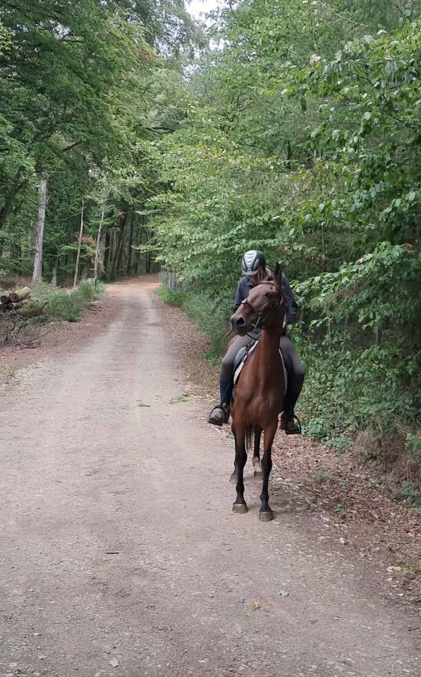 Cavalla Trottatore Francese In vendita 2017 Baio