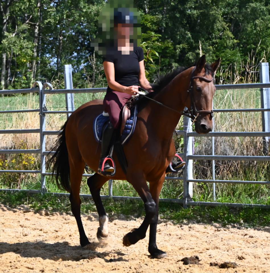 Cavalla Trottatore Francese In vendita 2017 Baio