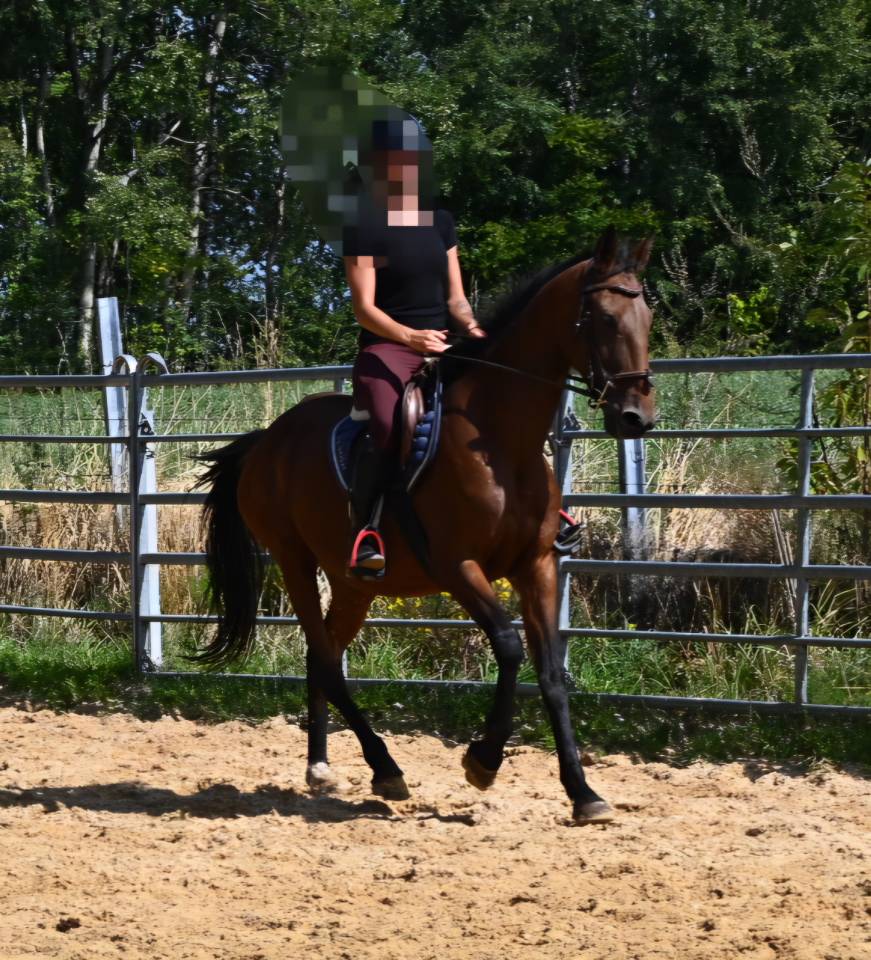 Cavalla Trottatore Francese In vendita 2017 Baio
