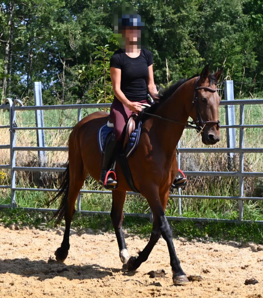 Cavalla Trottatore Francese In vendita 2017 Baio