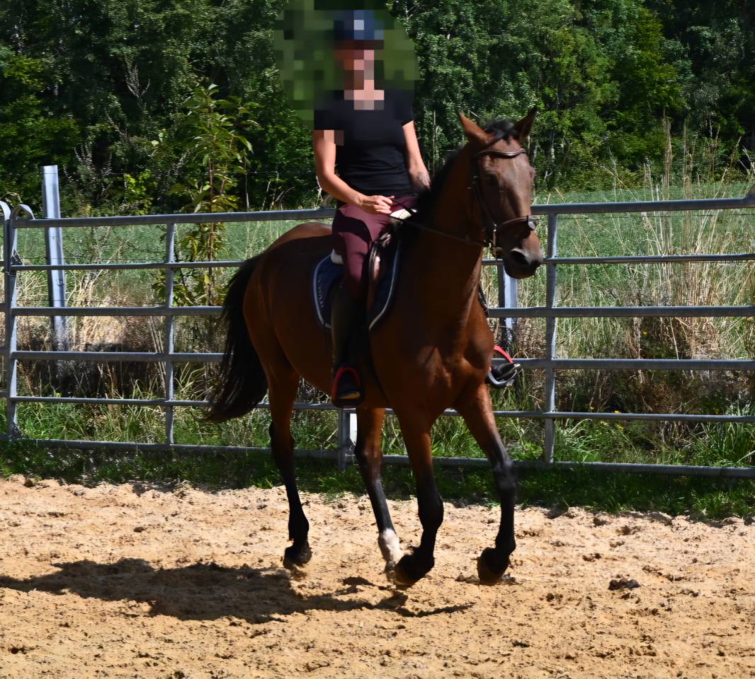 Cavalla Trottatore Francese In vendita 2017 Baio