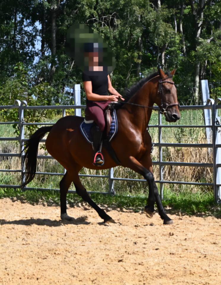 Cavalla Trottatore Francese In vendita 2017 Baio