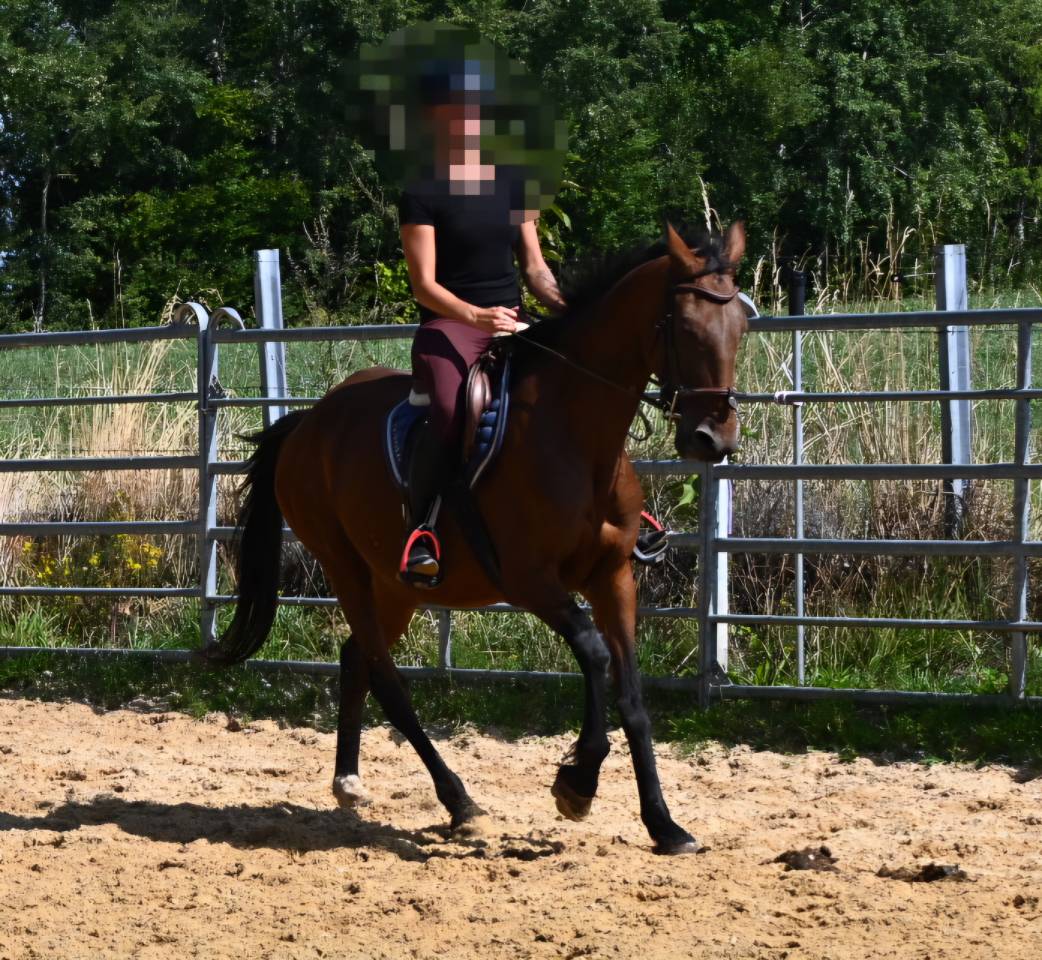 Cavalla Trottatore Francese In vendita 2017 Baio