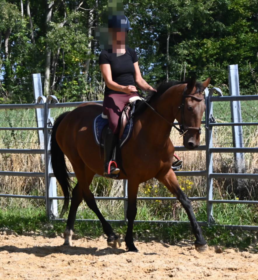 Cavalla Trottatore Francese In vendita 2017 Baio