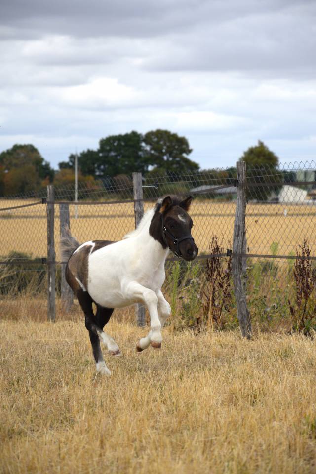 Puledro Shetland In vendita 2026 Pezzato ,  IRONSTAR DE CABUE