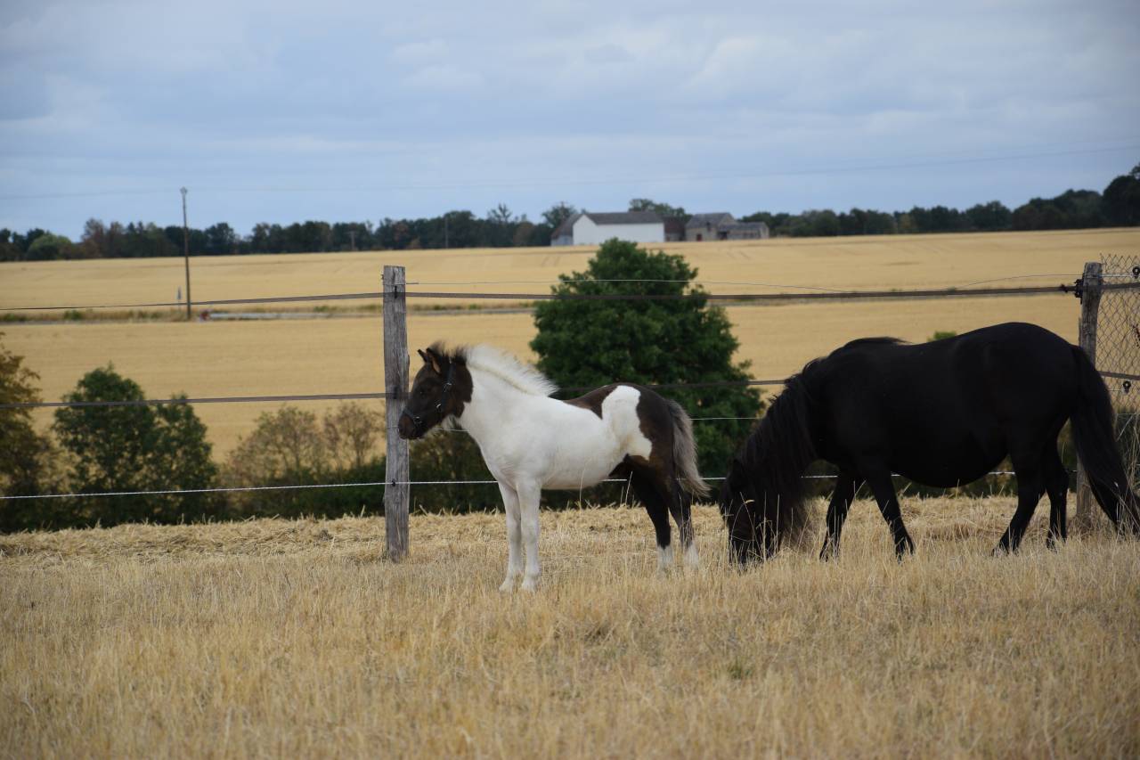 Puledro Shetland In vendita 2026 Pezzato ,  IRONSTAR DE CABUE