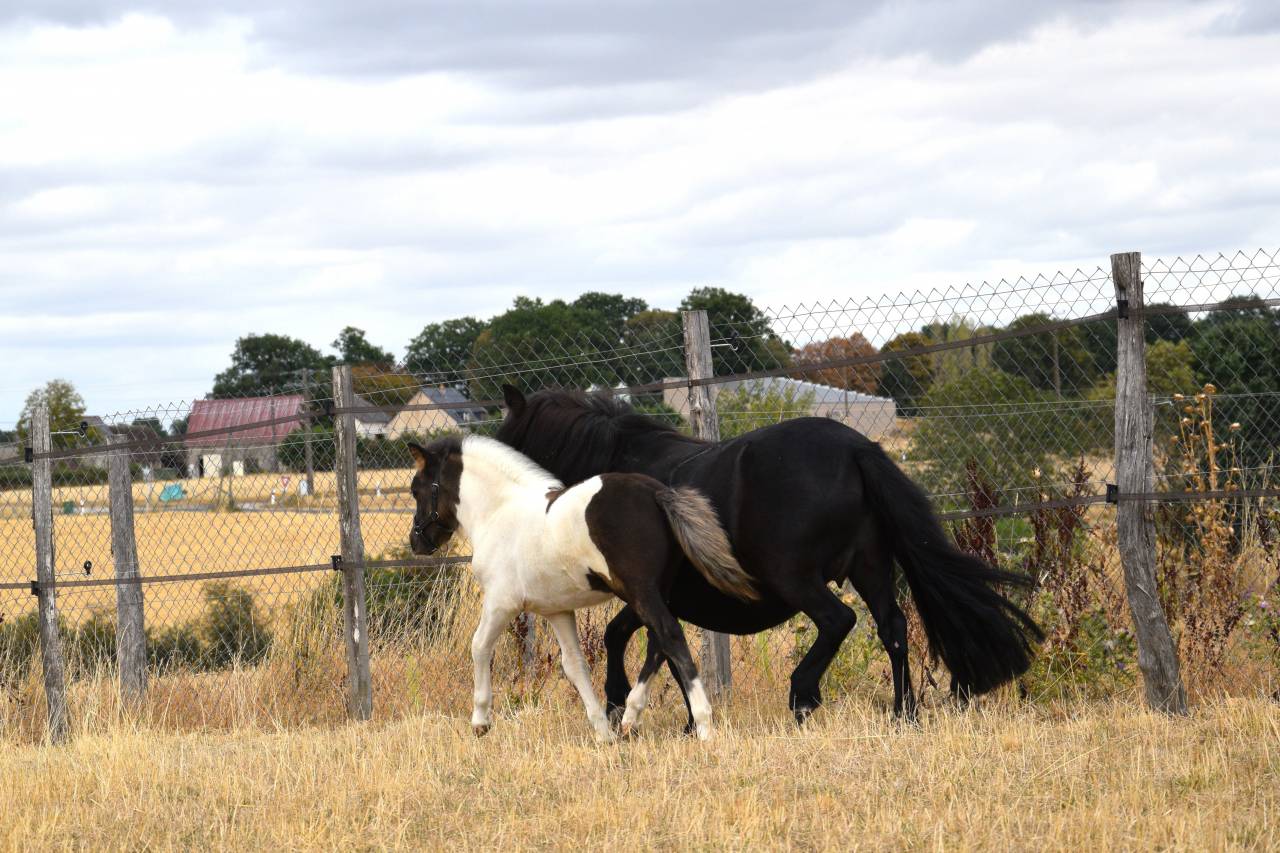 Puledro Shetland In vendita 2026 Pezzato ,  IRONSTAR DE CABUE
