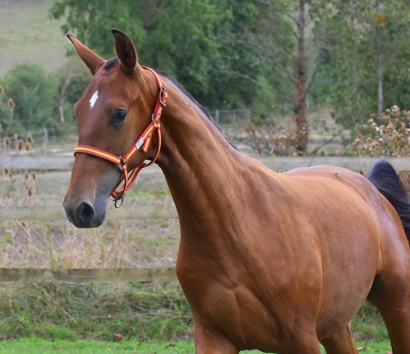 Puledro PRE Andaluso In vendita 2025 Baio ,  Oficial de la Espada