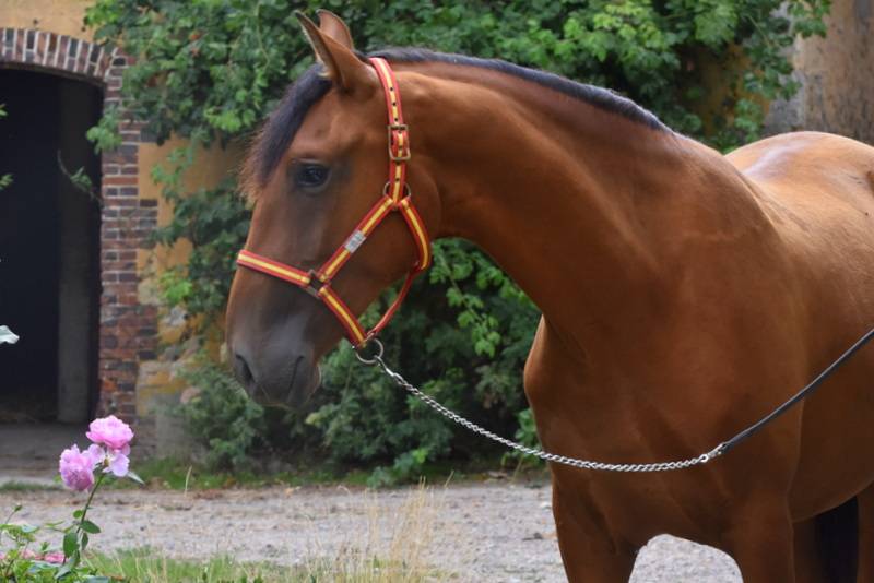 Castrone PRE Andaluso In vendita 2024 Baio ,  Botero LH