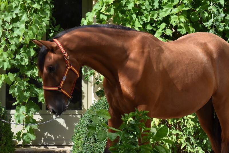 Castrone PRE Andaluso In vendita 2024 Baio ,  Botero LH