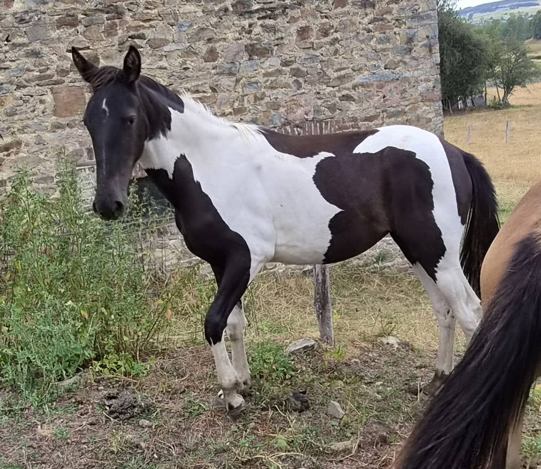Puledra Origine Non Constatata In vendita 2025 Pezzato